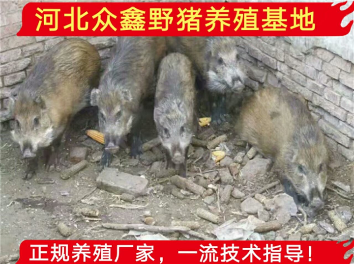 野猪养殖网、河北千头野猪养殖基地 