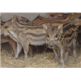 河南野猪养殖基地大量出售野猪种猪及野猪苗 