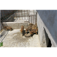 陕西森林野猪养殖基地 种猪 仔猪 小野猪 