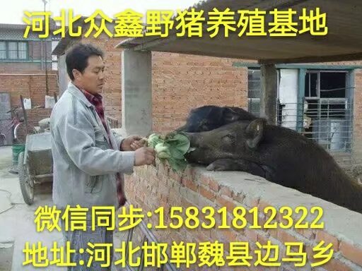 吉林哪里有野猪养殖场？  就在纯种野猪养殖基地 