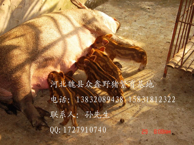 河北野猪价格-河北特种野猪养殖R-06