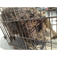 湖北野猪|湖北野猪养殖|湖北野猪肉价格 