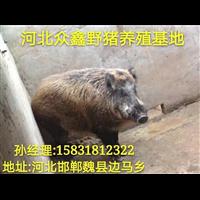 天津野猪养殖 蓟县特种野猪养殖基地 