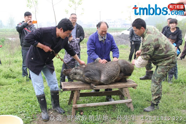 江苏野猪养殖 苏州野猪肉价格 扬州野猪养殖基地 