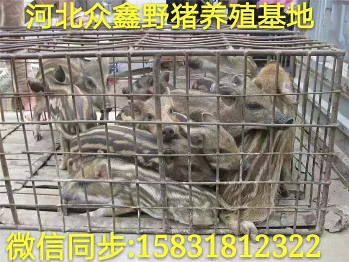 贵州哪里有正规野猪养殖基地 附近地区野猪苗价格多少钱一只 