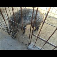 邯郸野猪肉 邯郸野猪苗 邯郸野猪养殖 
