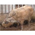 山东野猪、特种野猪 纯种野猪 