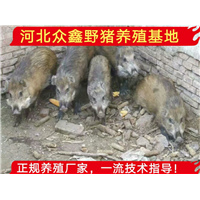 野猪养殖网、河北千头野猪养殖基地 