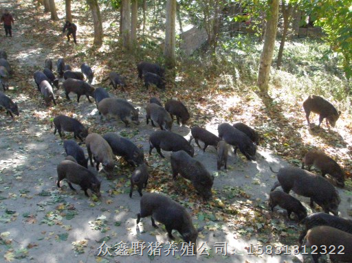 北京野猪养殖场常年出售各种大小纯种野猪及野猪肉 