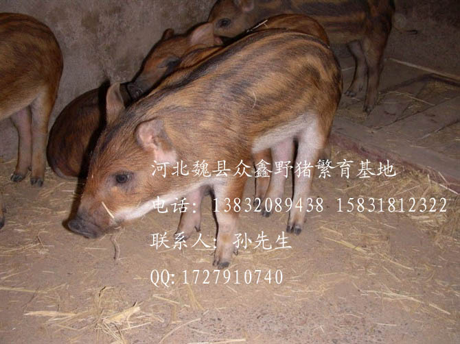 魏县野猪价格-河北野猪价格-河北特种养殖V-04