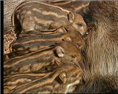河北野猪厂养殖野猪肉价格 野猪养殖前景怎么样15831812322告诉你 