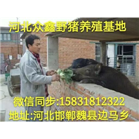 吉林哪里有野猪养殖场？  就在纯种野猪养殖基地 