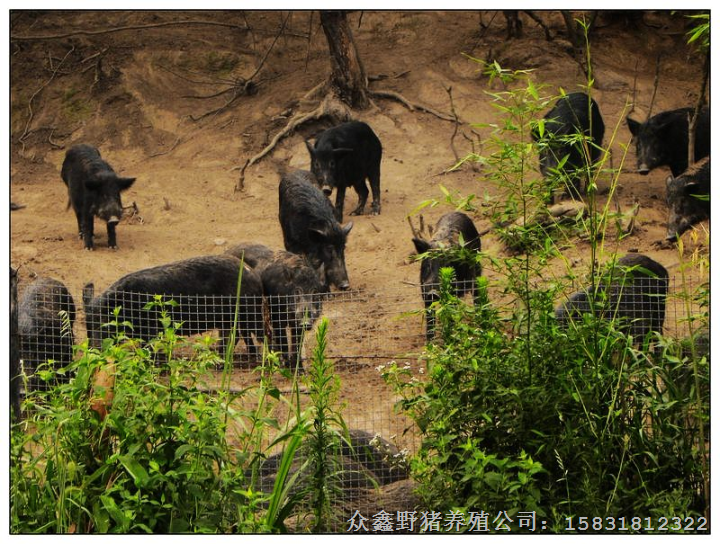 内蒙古野猪肉 赤峰特种野猪 通辽大型野猪养殖基地 