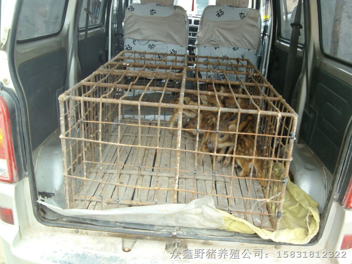 石家庄野猪养殖基地常年出售各种大小野猪及野猪肉 