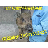山东哪里有野猪养殖生态园  小野猪苗价格多少钱一头 