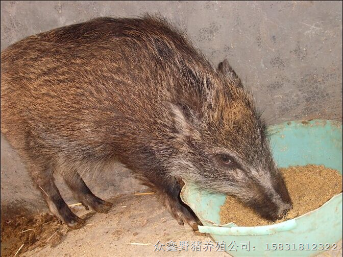 湖北荆门野猪肉 黄冈野猪养殖 孝感特种野猪养殖基地 