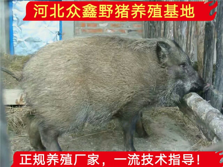 云南昆明野猪苗价格多少钱一只？野猪仔价格查询 