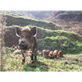 特种野猪养殖2014年的发展前景怎么样？ 就到河北众鑫生态野猪养殖有限公司！ 