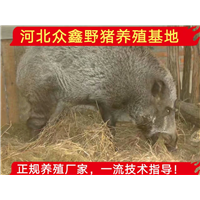 养野猪需要什么条件？中国**的纯种野猪养殖地 