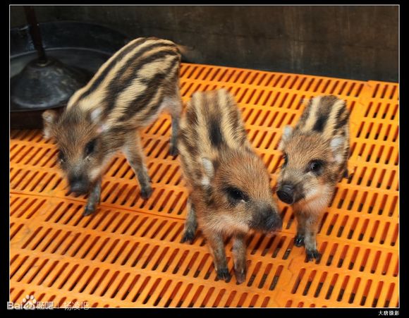 河南特种野猪肉 生态野猪苗价格 大型野猪养殖场 