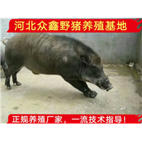 贵州附近哪里有野猪养殖场？野猪存栏量大吗？ 