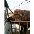 野猪养殖场 辽宁众鑫大型野猪养殖繁育基地 