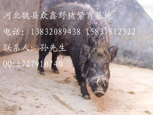 河北野猪价格-河北特种野猪养殖Q-03