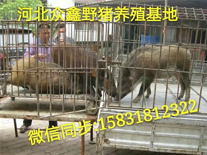 养野猪需要什么条件  2018国内野猪肉价格多少钱一斤 