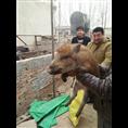 河北质量好的特种野猪 纯种野猪养殖场 