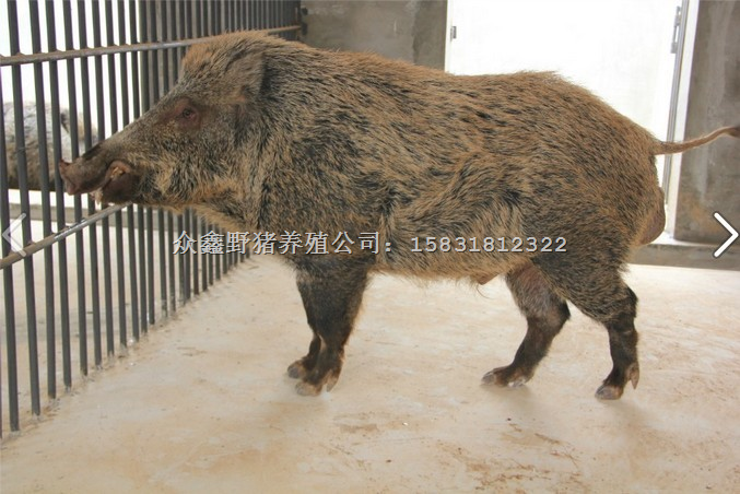 特种野猪--特种野猪养殖-提供野猪养殖技术 
