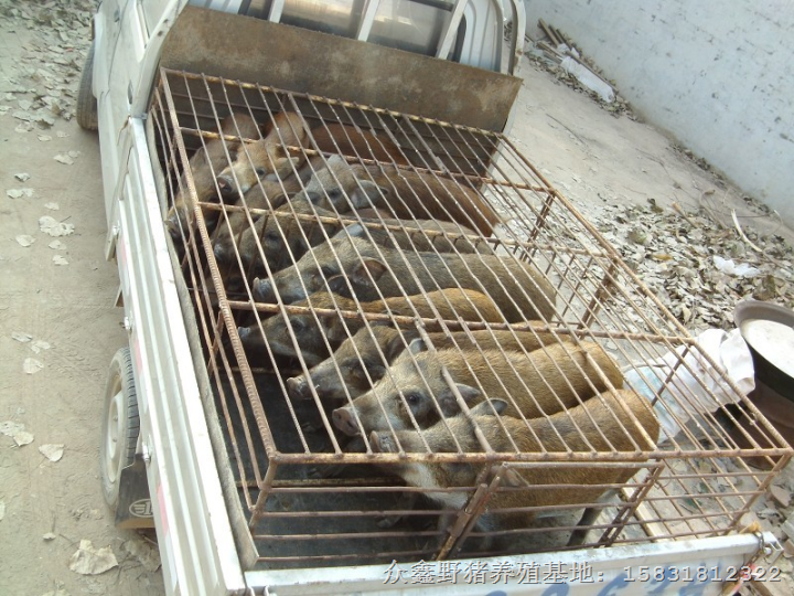 湖南野猪养殖场 贵州野猪肉价格 四川野猪养殖基地 