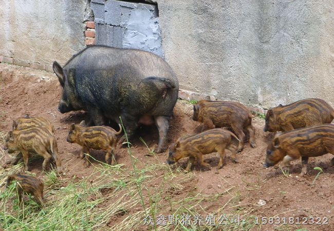 江苏野猪饲养基地出售特种野猪肉及野猪苗 