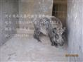 河北特种野猪养殖厂-魏县特种养殖野猪报价-104