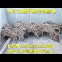 保定野猪养殖 河北特种野猪养殖交易中心 