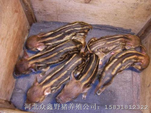 野猪养殖|野猪养殖基地|北京野猪肉 