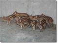 河北众鑫野猪场出售野猪 野猪肉 野猪苗 