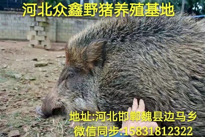 野猪养殖加盟并回收  买一头野猪苗价格多少钱 