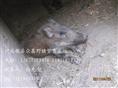 河北特种野猪养殖厂-魏县特种养殖野猪报价-112