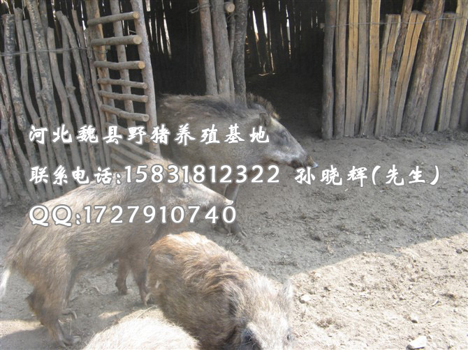 河北石家庄野猪 邯郸大型野猪养殖基地 秦皇岛野猪