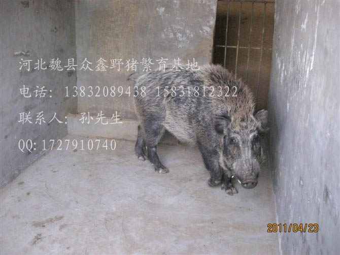 河北特种野猪养殖厂-魏县特种养殖野猪报价-104