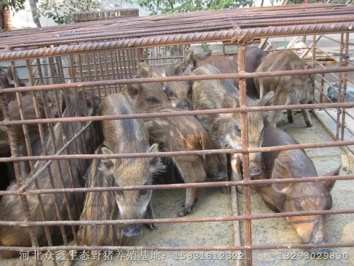 蓟县野猪养殖场|出售各种大小野猪野猪肉 
