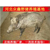 贵州哪里有野猪养殖场?30斤左右的野猪苗价格多少钱一只 