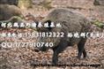 江苏野猪养殖行情 安徽纯种野猪养殖 四川野猪养殖基地