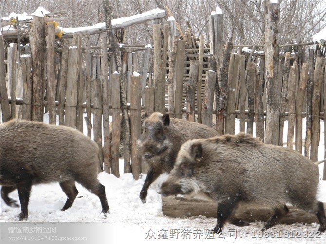 山东野猪养殖基地面向社会提供优质大小纯种野猪-野猪肉- 野猪养殖技术 