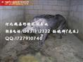 河北特种野猪 河南野猪养殖 辽宁野猪养殖基地