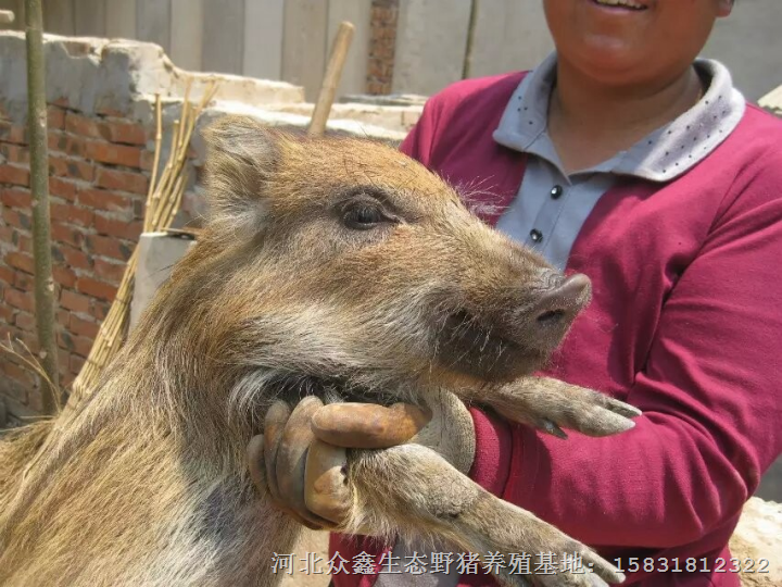 安徽野猪肉做法安徽**正宗的野猪肉味道 