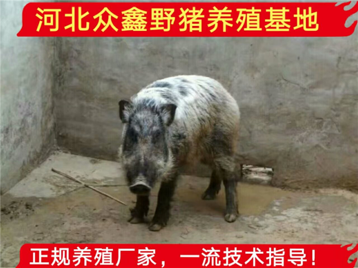 养殖特种野猪10头成本、东北野猪养殖视频播放 
