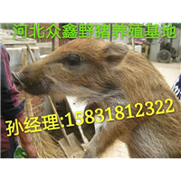 野猪养殖成本与利润  野猪仔价格多少钱一只 