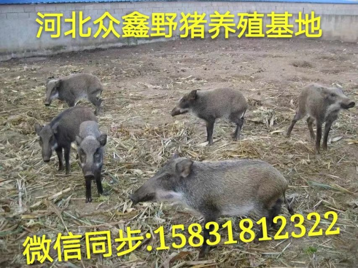 野猪价格 唐山野猪养殖交易中心 