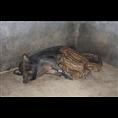 石家庄特种野猪肉 野猪养殖繁育基地 